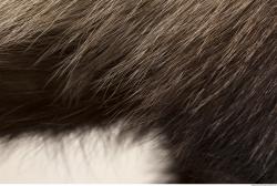 Photo Textures of Fur